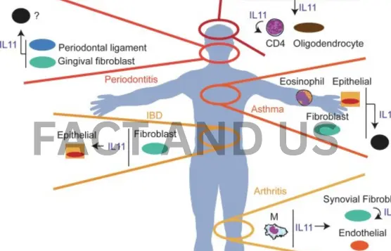 interleukin-11