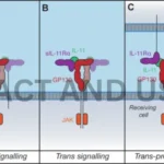 interleukin-11