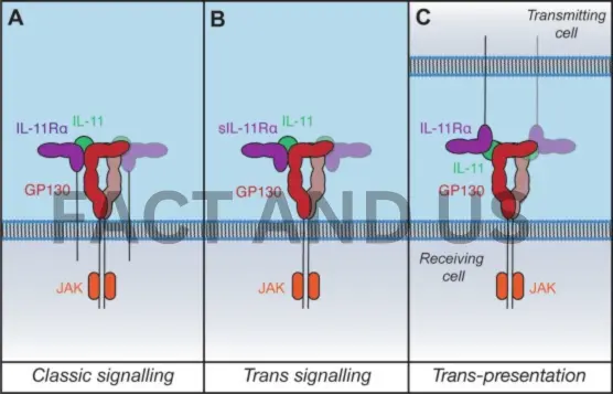 interleukin-11