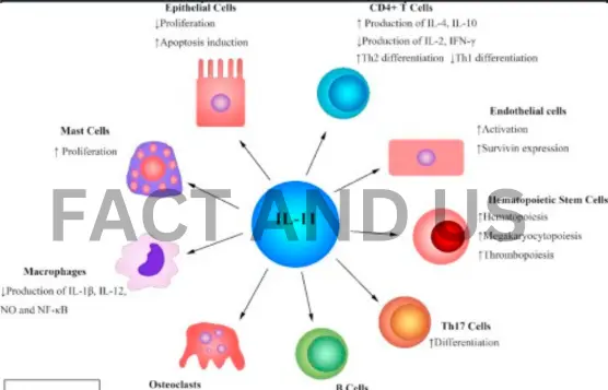 interleukin-11