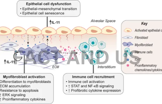 interleukin-11