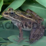 Leopard Frogs