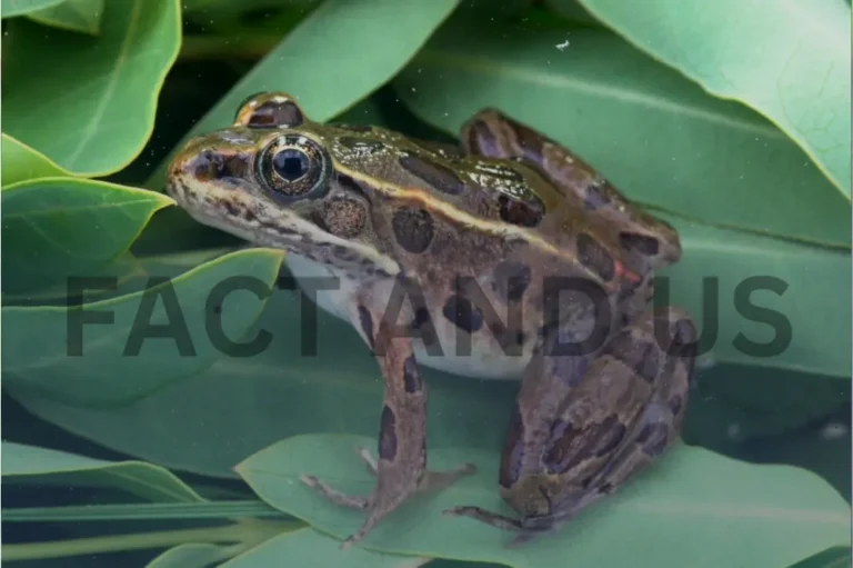 Leopard Frogs