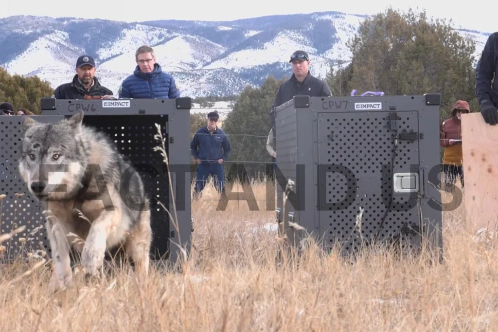 Colorado Relocates Wolf