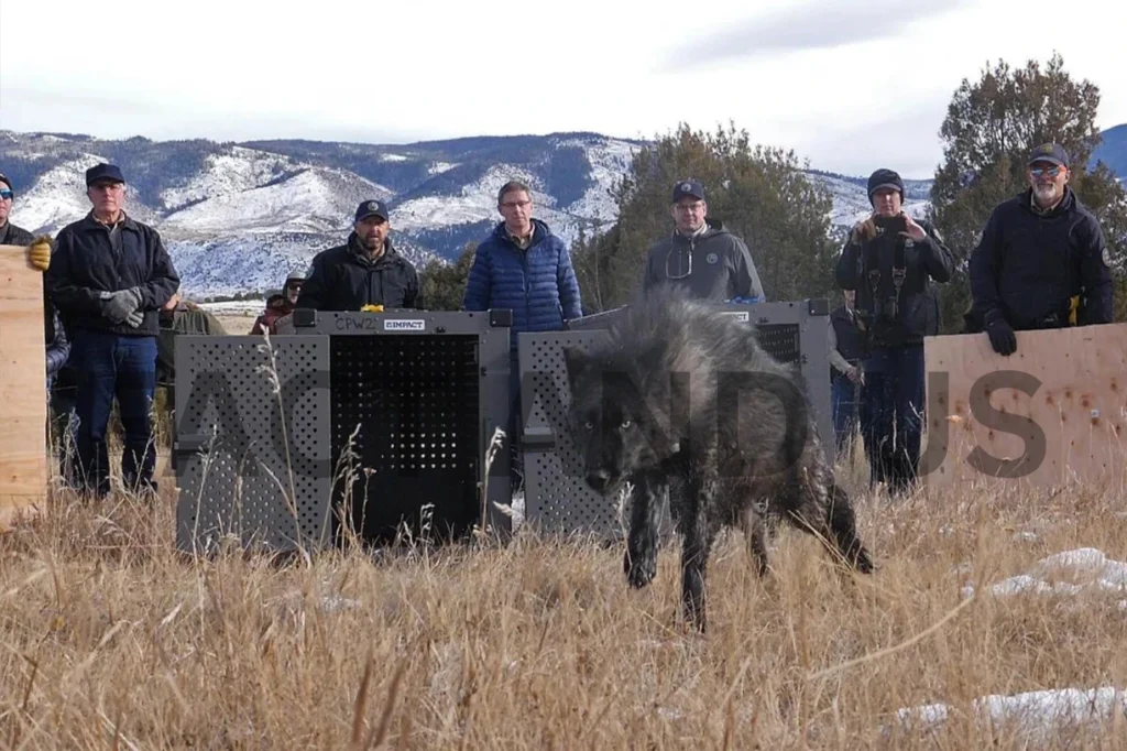 Colorado Relocates Wolf