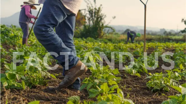 Migrant Farm Worker Deaths